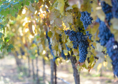 Wine Making: Organic and Sustainable