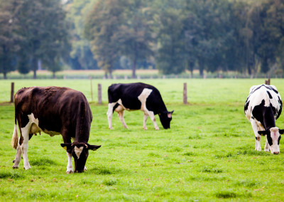 Cows Unite for Organic Dairy