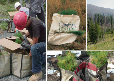 American Forests: Preserving Our Green Legacy