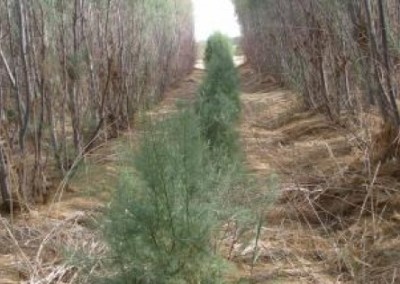 Desert Bloom: Growing Something Out of Nothing