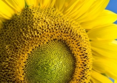 Solar Energy: Here Comes the Sun(Flower)
