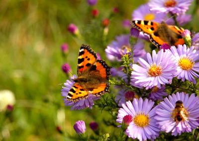 Butterfly Wings and Renewable Energy