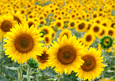 A More Efficient Solar Energy Solutiuon Inspired by Sunflowers