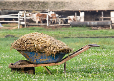 Reclaiming Poisoned Soil—With Cow Manure