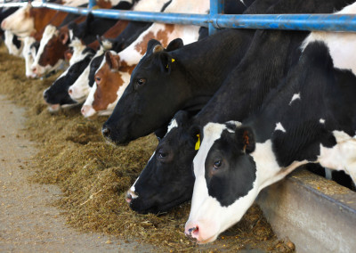 Food Safety Groups Challenge FDA on Use of Animal Growth Drug