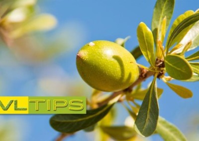 Argan Oil: Meet Morocco’s Beauty Secret
