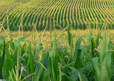 Photographer Documents Dead Soil in a GMO Corn Field