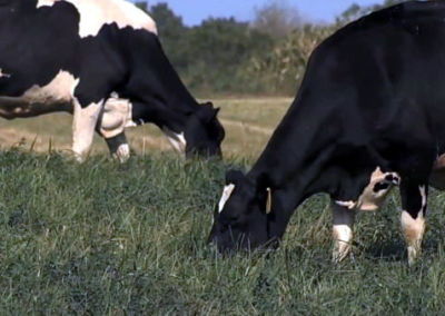 Organic Farming Heroes: The Nelson Family