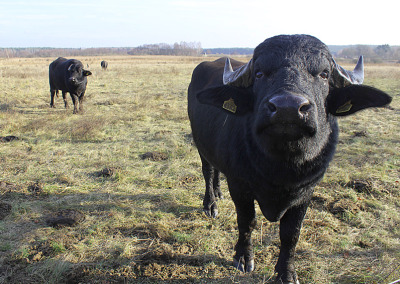 Importing Exotic Animals to Create European Biodiversity