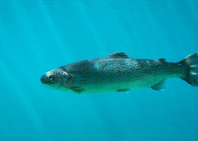 The Issues with GMO Salmon