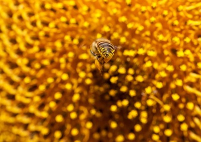 Kodua Galieti: The Beauty of the Bees