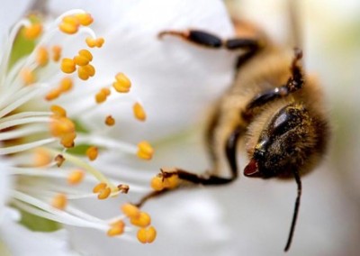 Pollinators and Pesticides: A Comprehensive Primer on Bee Health