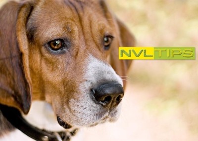 Unhappy Fido or Fluffy?  3 Natural Solutions to Common Pet Complaints