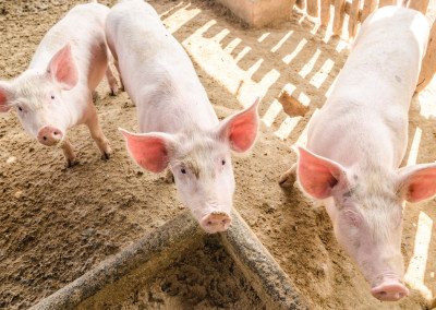 Food Safety Action: Tell Top Ten U.S. Pork Producers to Drop Risky Drug Ractopamine