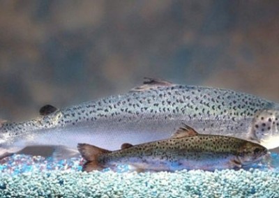 GMO Salmon: What Are the Issues?