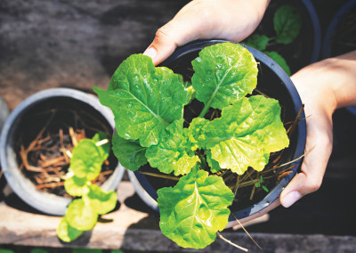 Gardening: Turning Brown Thumbs Green