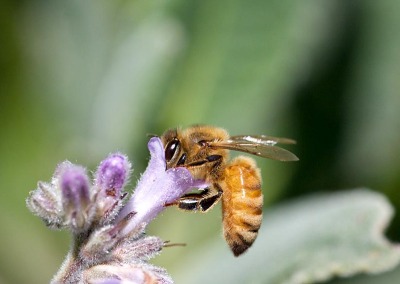 European Union Vote Favors Biotech Chemical Companies Over Bees