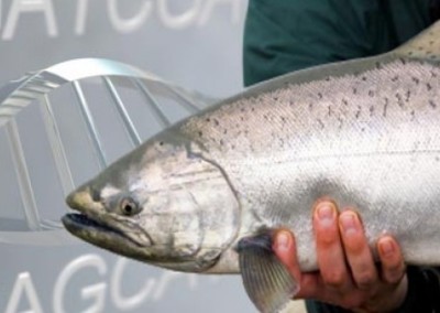 GMO Salmon: Nearly 2 Million People Tell FDA “No Way!”