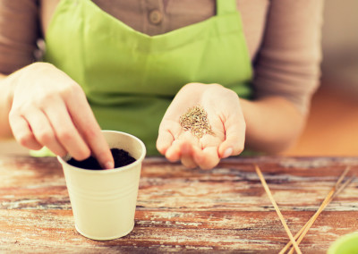 The ABCs of Garden Seeds