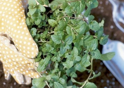 I’m Starting a Garden-Really