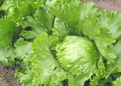 5 Kid-Friendly Garden Crops