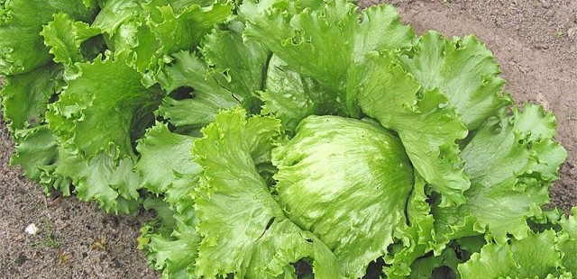 lettuce-e1400693480602