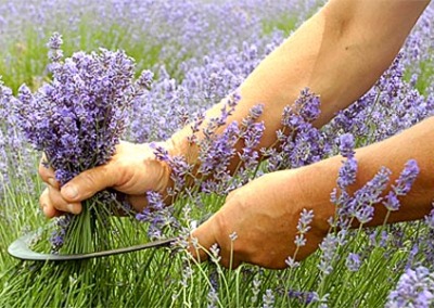 Growing the Best Botanicals for Beauty Products