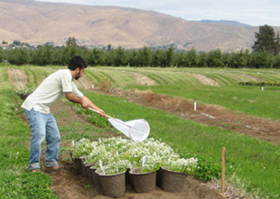 Replacing Orchard Pesticides with Flowers