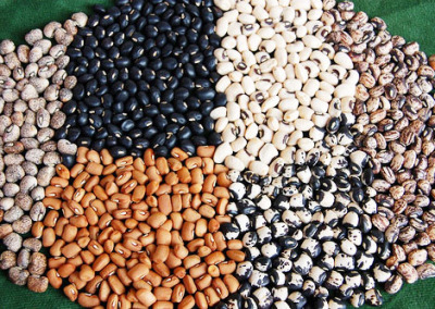 The Revolutionaries of the Seed Underground