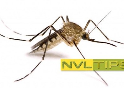 Bug Sprays and Repellents the Natural Way