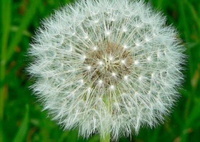 3 Tried-and-True Natural Allergy Remedies