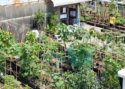 Urban Farming: A Tale of Two Rooftops