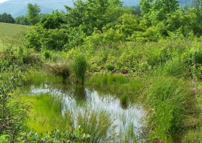 Countering Global Warming with Man Made Wetlands