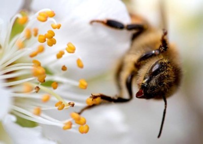 An Up-Close Look at Bees