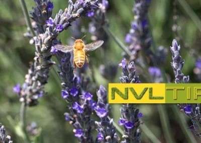 Let’s Bee Friends: Planting for Pollinators