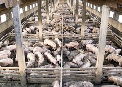 New Study Reveals Adverse Effects of GMO Feed on Pigs