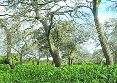 Why Local Food Is Saving the World