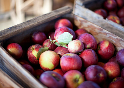 Tim Bates: The English Lit Organic Apple Farmer