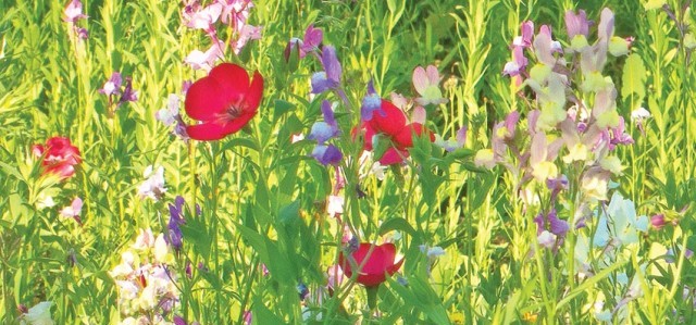 Wildflowers-OC13-e1400687233926