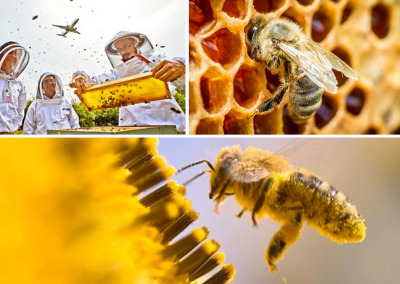 Building Stronger Honeybees, with Airports