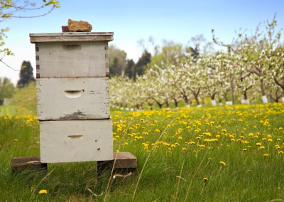 Beekeepers Sue the EPA to Protect Bees from New Pesticides