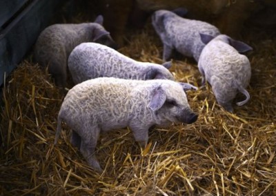 Felony Farming? Judge Backs Michigan Heritage Pig Farmer