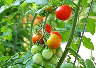 The Gardening Problem I Never Thought I’d Have