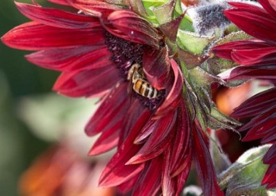 Tell Congress to Protect Our Bees