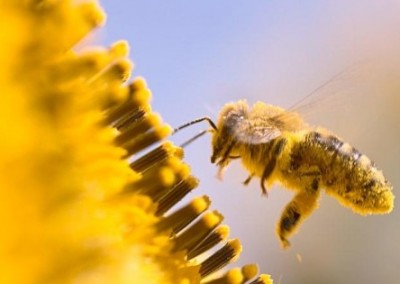 Tell Home Depot and Lowe’s to Stop Selling with Bee-Toxic Plants