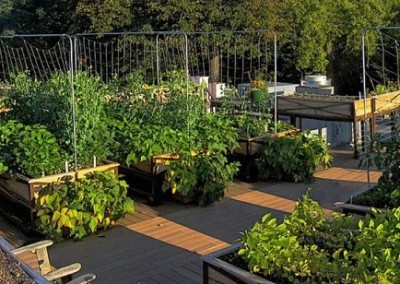 Growing Locally: Visit an Urban Farm Near You