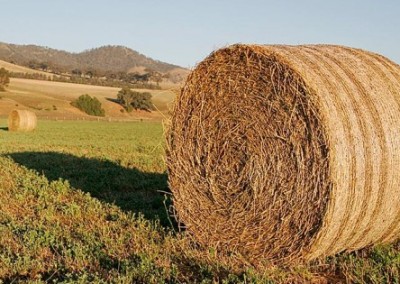 GE Contamination Reported in Washington State Alfalfa