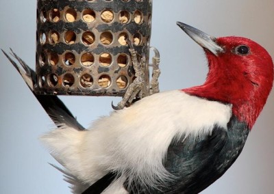 Feed a Bird, Create a Smile