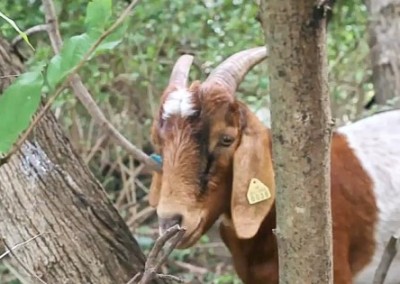 Eco-Goats: A Working Alternative to Herbicides