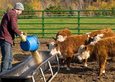 Leaps and Bounds: The Exploding Demand for non-GMO Animal Feed